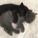 aww <З