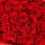 Red Roses Dance Academy!