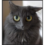 the kitty cats group for people who like kittys