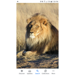 The Awesome Lions