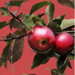 The Fruplants
