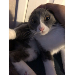 The cat_lover5919 squad
