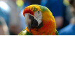 Parrot squad best parrots and birds