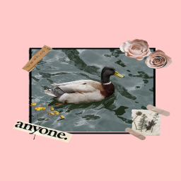 🌸