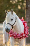 ~Valentines Equestrians~