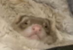 FERRET GROUP!!!