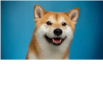 The king of the doges!