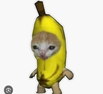 The animal memes :D
