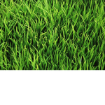 grass clan $_$