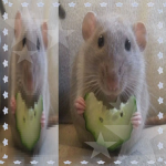 Emma_Toxic Rat Gang