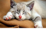 cats fandom