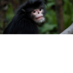 Mmm monkey