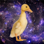The Duckling Squad