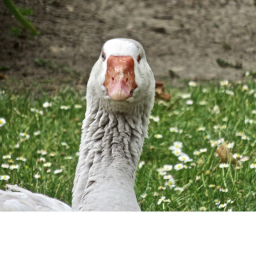 Goose park