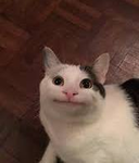 (King Gato)