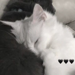Kitty Stars!