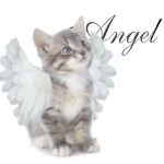 ʚ Angel's ɞ Group Thumbnail