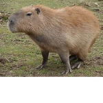 capybar a