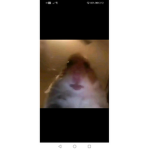 Its the hamsters