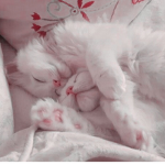 ɛlixir ღ