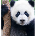 Panda group |#HASHTAG|