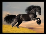 Friesian lovers!