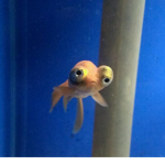 da fishy's will rise