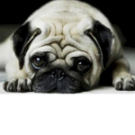 #BulldogNation