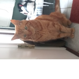 Home of the cats
