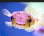 Regenbogen Fischkopf Gang