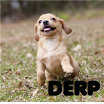 Derp fan club