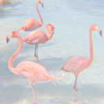 axolots grou'p
