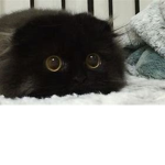 KITTY CATS! ARE THE BEST!!