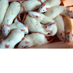 RATS