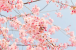 Lazy's blossom's