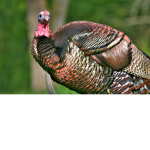 Turkey Gang 2021