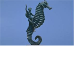 F.M.S (Flying Mexican Seahorses)