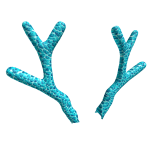 Coral Antlers