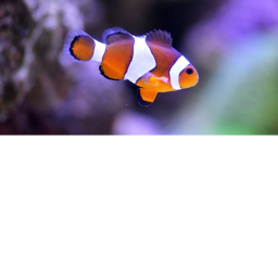 be a fish and collect coins