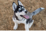 huskysforlifeOFFICIAL