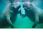 Manatee Club