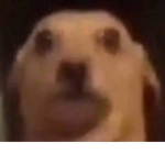 LO FOSA