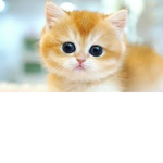 kittin look