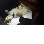 osoekekeekekk