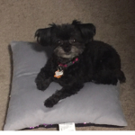 Suzie The Best Dog