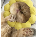 [GB]~Gatinhos da Bre! Group Thumbnail