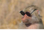 monke cool
