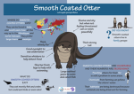 Otter Facts & Fun