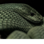 Slytherin Stuff