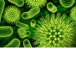 Discover Disease©